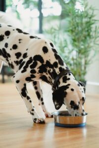 Pet Food Packaging